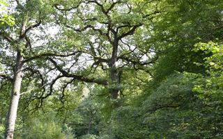 Sortie nature : "Arbres : coopérer pour grandir" (Nord)