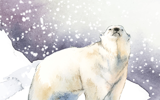 A toi petit ours blanc