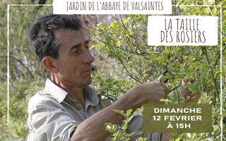 La taille des rosiers